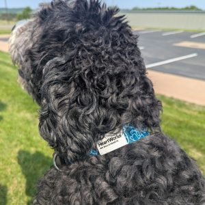 Dog Collars