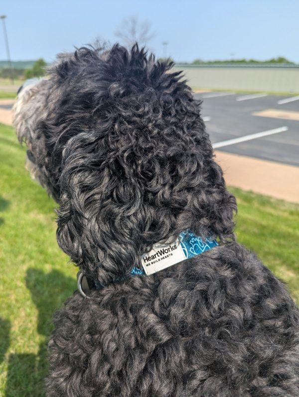 Dog Collars