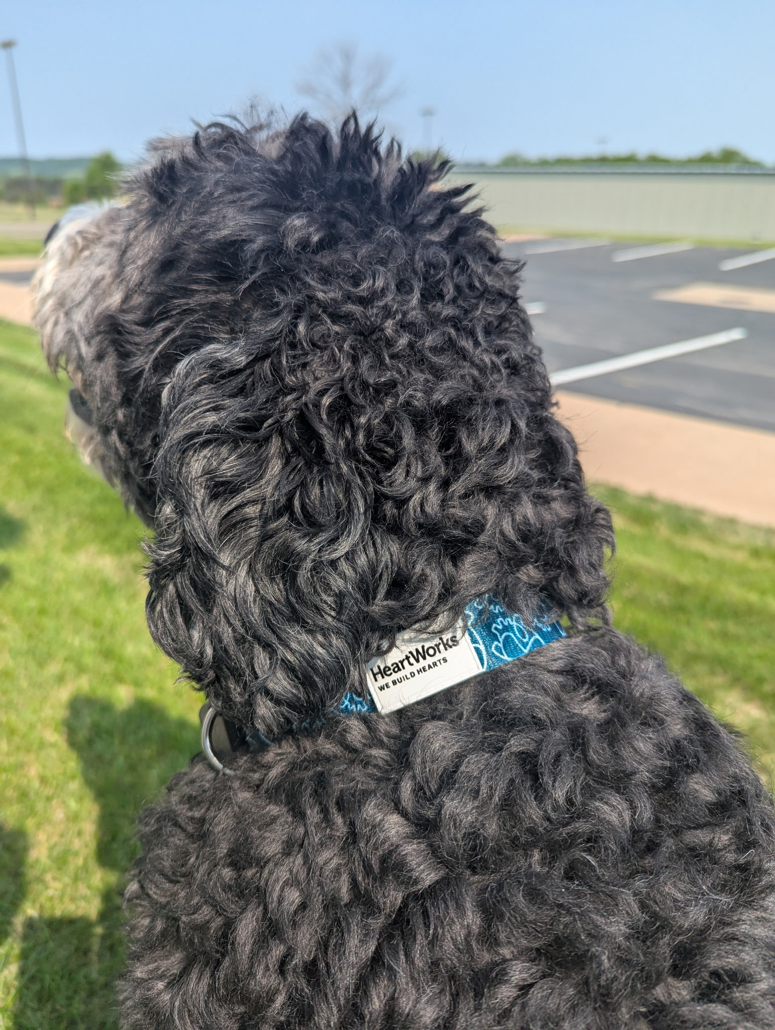 Dog Collars