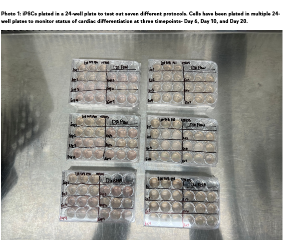 2D iPSC Differentiation Optimizing Cardiac-Lineage Cell Production: HeartWorks’ 2D iPSC Differentiation Project