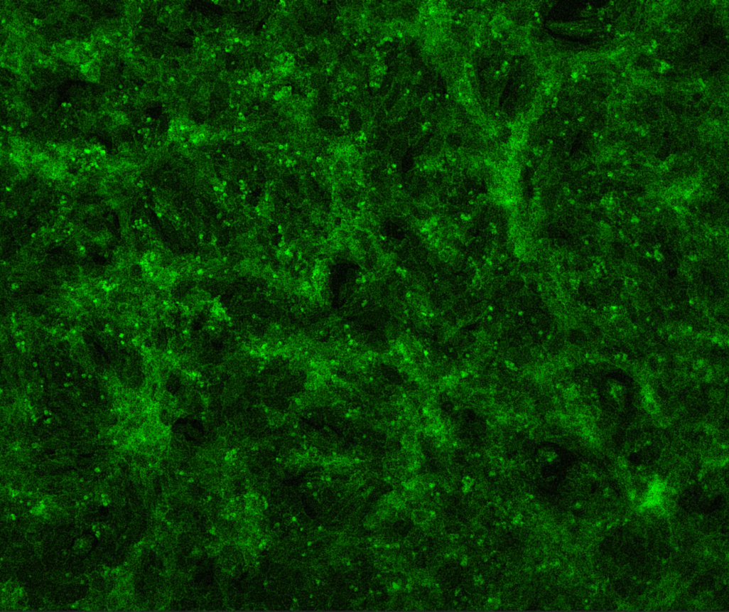 Testing Cells for Heart-Like Behavior