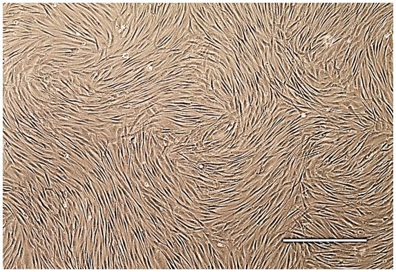 From Skin Cells to Heart Cells: How HeartWorks Is Building Regenerative Therapies
